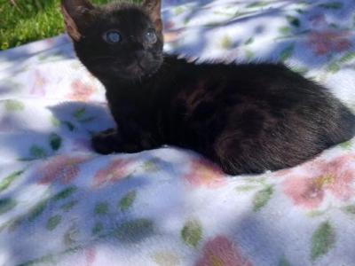 Melanistic Bengal - Bengal - Gallery Photo #1