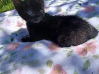 Melanistic Bengal - Bengal - Gallery Photo #1