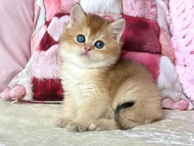 British Alan - British Shorthair - Gallery Photo #1