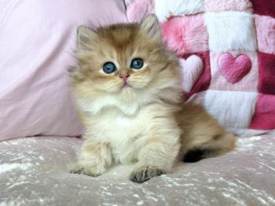 British Adam - British Shorthair - Gallery Photo #1