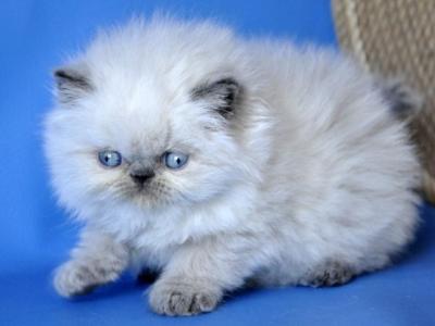 Persian Coco - Persian - Gallery Photo #1