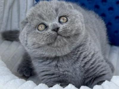 Scottish Trevor - Scottish Fold - Gallery Photo #1