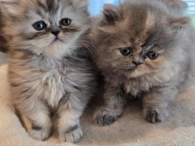 Harmony - Persian - Gallery Photo #1