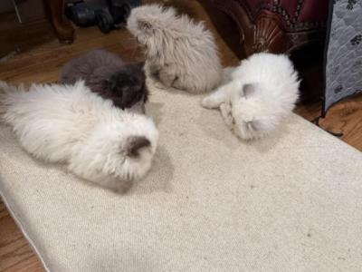 Zola Chocolate Pt - Himalayan - Gallery Photo #1