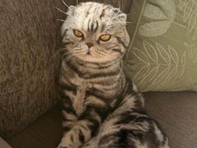 Roxy - Scottish Fold - Gallery Photo #1