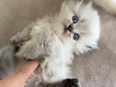 Munchkin LH  Boy - Munchkin - Gallery Photo #1