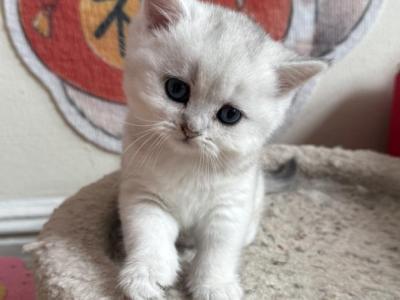 Jessy - British Shorthair - Gallery Photo #1