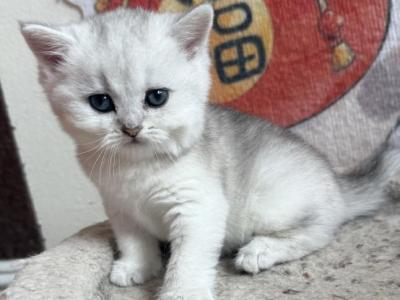 Jessy - British Shorthair - Gallery Photo #1