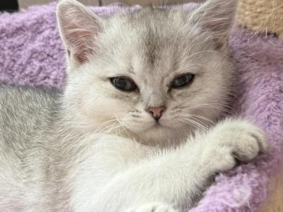 Mark - British Shorthair - Gallery Photo #1