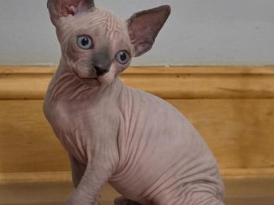 Nikki - Sphynx - Gallery Photo #1