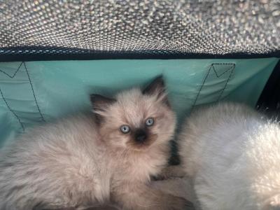 Teddy - Ragdoll - Gallery Photo #1