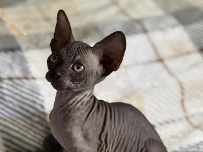 Blossom - Sphynx - Gallery Photo #1