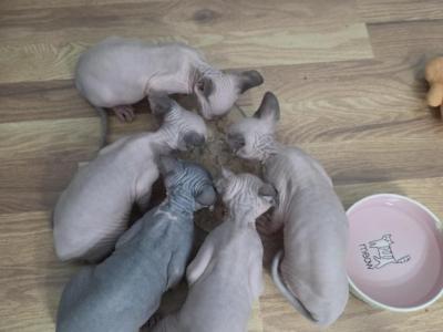 Blue - Sphynx - Gallery Photo #1