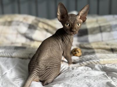 Broly - Sphynx - Gallery Photo #1