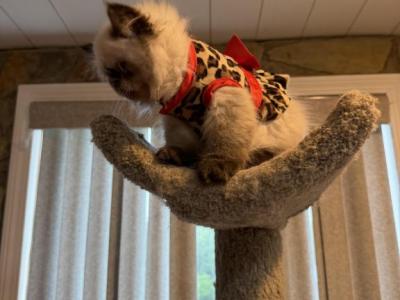 Shellie Seal Pt - Himalayan - Gallery Photo #1