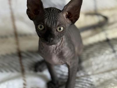 Piccolo - Sphynx - Gallery Photo #1