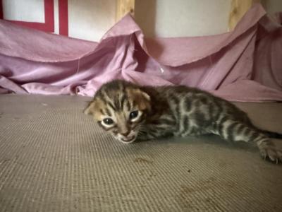 Lunar Frost - Bengal - Gallery Photo #1