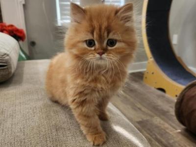 Purr Burrito - Persian - Gallery Photo #1