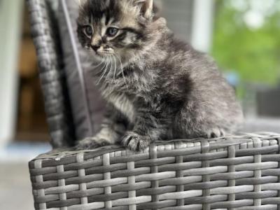Kitten 1 - Domestic - Gallery Photo #1