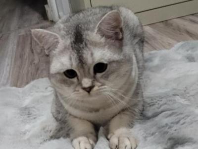 Silver - Scottish Fold - Gallery Photo #1