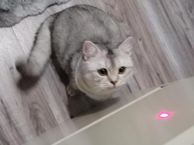 Silver - Scottish Fold - Gallery Photo #1