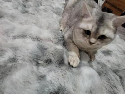 Silver - Scottish Fold - Gallery Photo #1