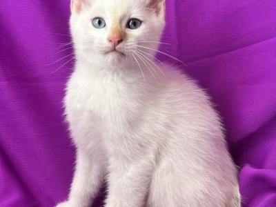 Ollow Mix Ragdoll & Blue Calico - Ragdoll - Gallery Photo #1