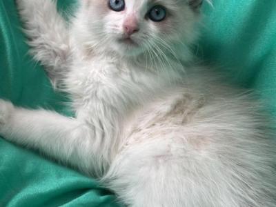 SnowBall Male V Face Radgoll - Ragdoll - Gallery Photo #1