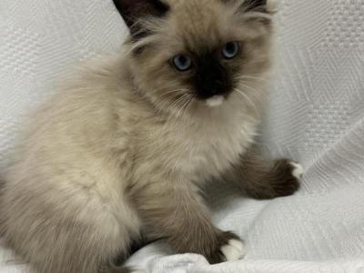 Full Radgoll - Ragdoll - Gallery Photo #1