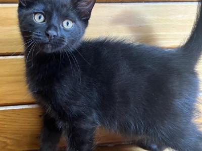 Markos Mix Ragdoll & Blue Calico - Ragdoll - Gallery Photo #1