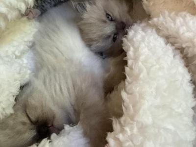 Muffin's Litter Of 4 - Ragdoll - Gallery Photo #1