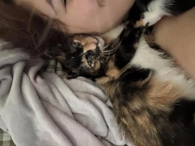 Mochi - American Shorthair - Gallery Photo #1