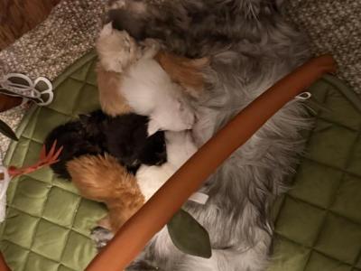 June - Maine Coon - Gallery Photo #1