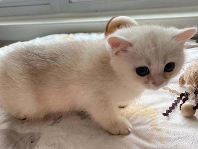 Teddy - British Shorthair - Gallery Photo #1