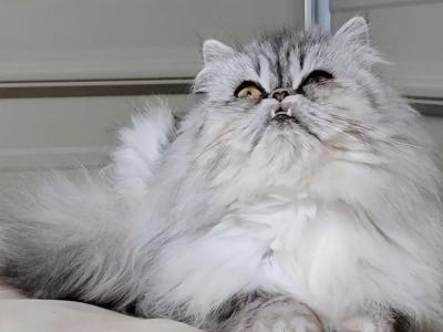 Smoked Tabby - Persian - Gallery Photo #1