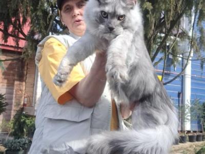 Timian - Maine Coon - Gallery Photo #1