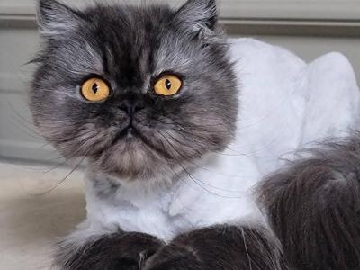 Black Smoke - Persian - Gallery Photo #1