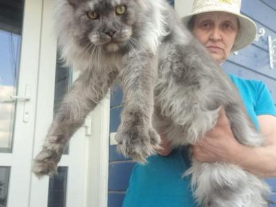 Nord - Maine Coon - Gallery Photo #1