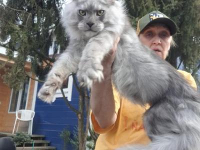 Titan - Maine Coon - Gallery Photo #1