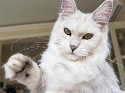 Olimpia - Maine Coon - Gallery Photo #1