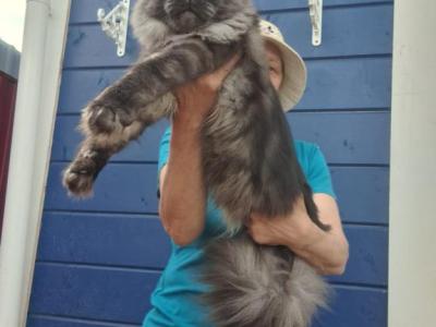 Triumph - Maine Coon - Gallery Photo #1