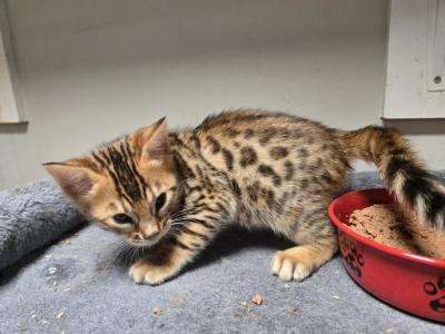 Spring Bengal Kitten - Bengal - Gallery Photo #1