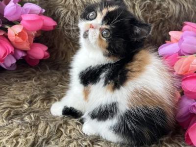 Beautiful - Persian - Gallery Photo #1
