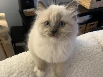 ON HOLD Jasper - Ragdoll - Gallery Photo #1