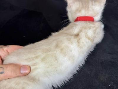 Snow White Bengals - Bengal - Gallery Photo #1