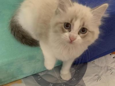 ON HOLD Lila - Ragdoll - Gallery Photo #1