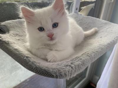 SOLD Henry - Ragdoll - Gallery Photo #1