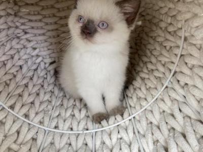 White Scottish Female Kitten - Scottish Straight - Gallery Photo #1