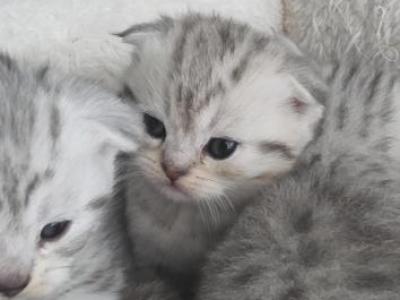 Charming - Scottish Fold - Gallery Photo #1
