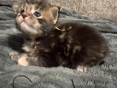 Yellow Female - Maine Coon - Gallery Photo #1
